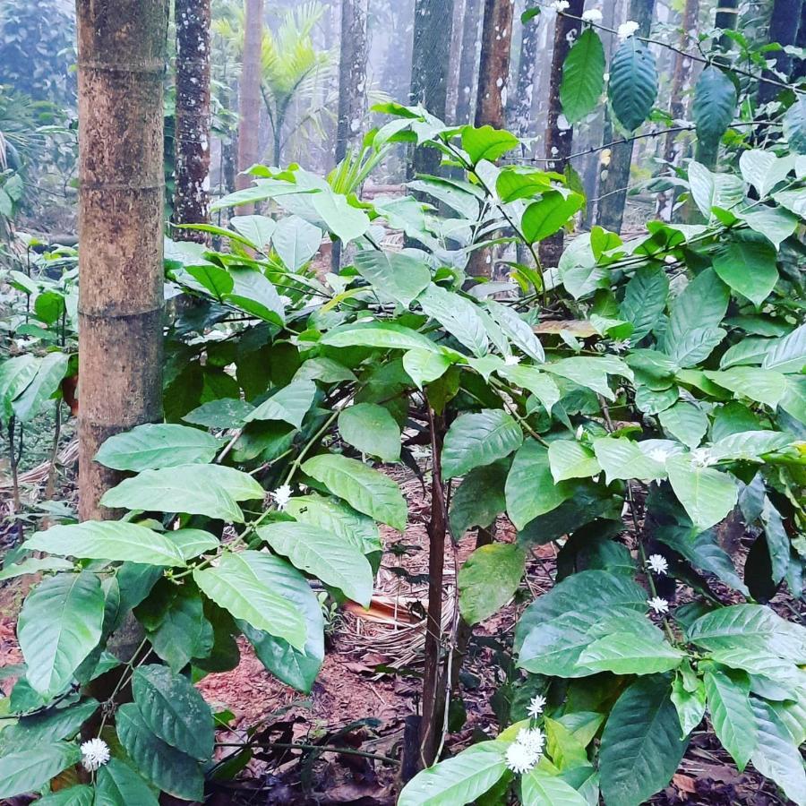 Hosamane Farm Inn Sringeri المظهر الخارجي الصورة