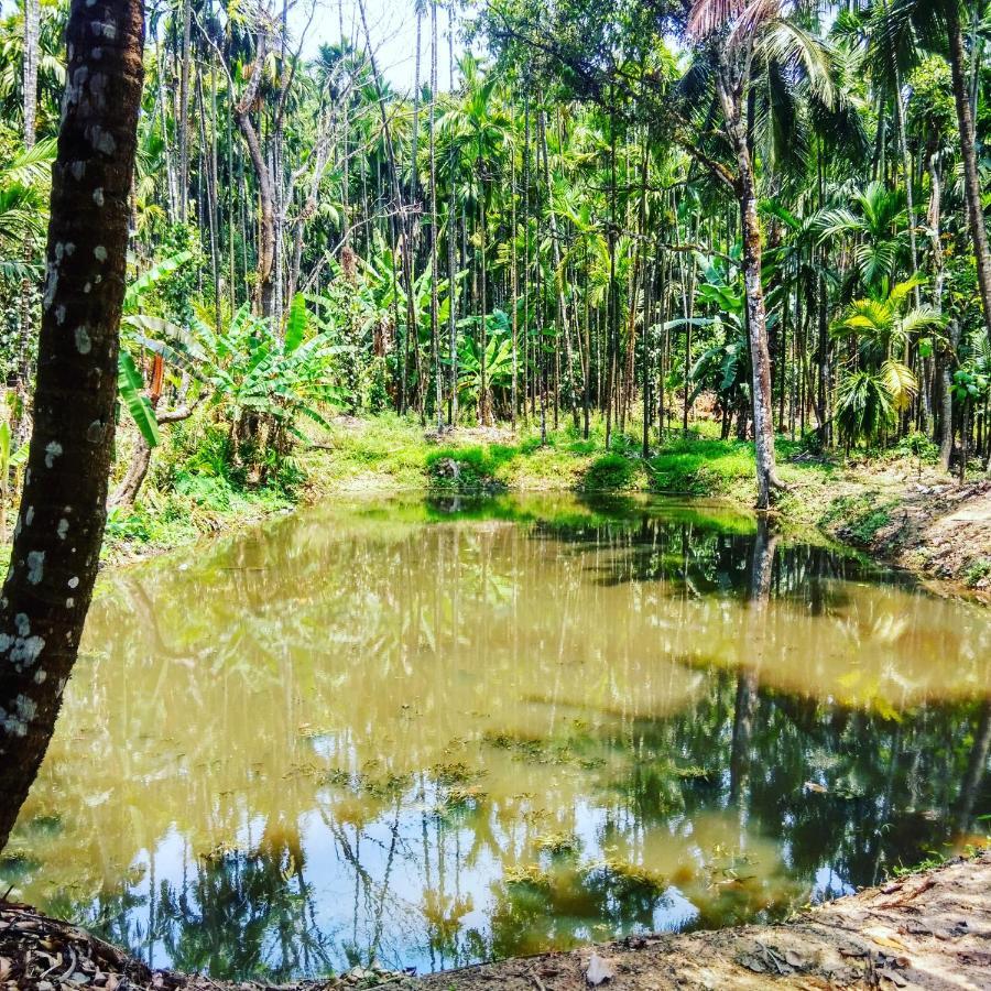 Hosamane Farm Inn Sringeri المظهر الخارجي الصورة